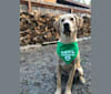 Garth, a Labrador Retriever and German Shepherd Dog mix tested with EmbarkVet.com