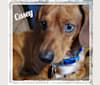 Casey, a Dachshund tested with EmbarkVet.com