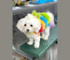 Harper, a Poodle (Small) and Maltese mix tested with EmbarkVet.com