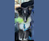 Whiskey Cash Adams, a Shetland Sheepdog tested with EmbarkVet.com