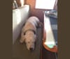 Orion, a Labrador Retriever and American Pit Bull Terrier mix tested with EmbarkVet.com