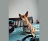 Tia, a Chihuahua and Pomeranian mix tested with EmbarkVet.com