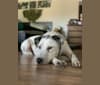 Photo of Arlo, an Australian Cattle Dog, American Pit Bull Terrier, and Border Collie mix in Texas, USA