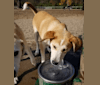 Ollie, an Australian Cattle Dog and Golden Retriever mix tested with EmbarkVet.com