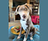 Slate, an American Pit Bull Terrier and Great Pyrenees mix tested with EmbarkVet.com
