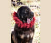 Big Joe, a Tibetan Mastiff tested with EmbarkVet.com