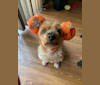 Tobi, a Silky Terrier tested with EmbarkVet.com