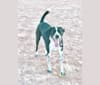 Sam, a Coonhound and Labrador Retriever mix tested with EmbarkVet.com