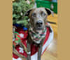 Maui, a Staffordshire Terrier and Labrador Retriever mix tested with EmbarkVet.com