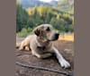 Photo of Bo, a Great Pyrenees, Labrador Retriever, Australian Shepherd, and Australian Cattle Dog mix in Woodinville, Washington, USA