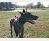 Photo of Sirus Lee Nitro, a Doberman Pinscher  in Coshocton, OH, USA