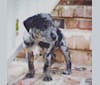 Rhea, a Basset Hound and Catahoula Leopard Dog mix tested with EmbarkVet.com