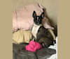 Bubbles, a Rat Terrier and Pug mix tested with EmbarkVet.com