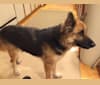 Ilsa, a German Shepherd Dog and Labrador Retriever mix tested with EmbarkVet.com