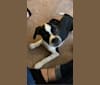 Photo of Jax, a Beagle, American Pit Bull Terrier, Russell-type Terrier, Rat Terrier, and Mixed mix in Tennessee, USA