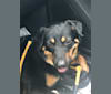 Rayson, an Australian Cattle Dog and Labrador Retriever mix tested with EmbarkVet.com