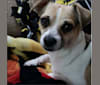 Leo, a Chihuahua and Pekingese mix tested with EmbarkVet.com