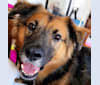 Photo of Max, a German Shepherd Dog, Labrador Retriever, and Golden Retriever mix in Delaware, USA