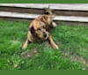 SAFFIE, an American Bulldog and Rottweiler mix tested with EmbarkVet.com