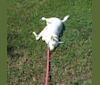 White Daisy, a Miniature Schnauzer and American Eskimo Dog mix tested with EmbarkVet.com