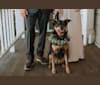 Ava, an American Pit Bull Terrier and Labrador Retriever mix tested with EmbarkVet.com