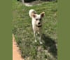 Toby, a German Shepherd Dog and Siberian Husky mix tested with EmbarkVet.com