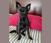 Mia, a Chihuahua and Miniature Pinscher mix tested with EmbarkVet.com