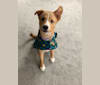 Graham, a Japanese or Korean Village Dog tested with EmbarkVet.com