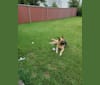 Ashira, a German Shepherd Dog tested with EmbarkVet.com