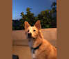 Rooney, a Siberian Husky and Chow Chow mix tested with EmbarkVet.com