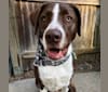Winnie, a Labrador Retriever and American Pit Bull Terrier mix tested with EmbarkVet.com