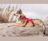 Photo of San, a Saarloos Wolfdog  in Sainte-Colombe-sur-l'Hers, Occitanie, France