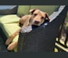 Levi, a German Shepherd Dog and Chow Chow mix tested with EmbarkVet.com