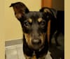 Reggie, a Staffordshire Terrier and American Eskimo Dog mix tested with EmbarkVet.com