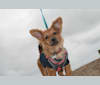 Trixie, a Chihuahua and Rat Terrier mix tested with EmbarkVet.com