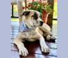 Miller, a Great Pyrenees and Mountain Cur mix tested with EmbarkVet.com