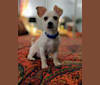 Butters, a Chihuahua and Rat Terrier mix tested with EmbarkVet.com