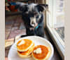 Photo of Chance, a Chihuahua, Miniature Schnauzer, Labrador Retriever, and Mixed mix in Edinburg, Texas, USA