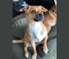 Photo of Stitch, a Rat Terrier, Pekingese, and Pomeranian mix in West Lafayette, IN, USA