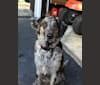 Lucy, a Labrador Retriever and Miniature/MAS-type Australian Shepherd mix tested with EmbarkVet.com