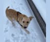 Blondy, an Eastern European Village Dog and German Shepherd Dog mix tested with EmbarkVet.com