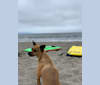 Moto, a Chihuahua and Dachshund mix tested with EmbarkVet.com