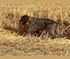 CH Gun Creek's Annie Get Your Gun, a Wirehaired Pointing Griffon tested with EmbarkVet.com