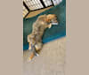 Elliott, a Rat Terrier and Australian Cattle Dog mix tested with EmbarkVet.com