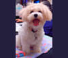Maggie, a Maltese and Poodle (Small) mix tested with EmbarkVet.com