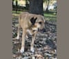 Jeff, a Labrador Retriever and German Shepherd Dog mix tested with EmbarkVet.com