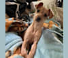 Jemma Amelie, a Chihuahua and Poodle (Small) mix tested with EmbarkVet.com