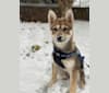 Stella, an Alaskan Klee Kai and Shiba Inu mix tested with EmbarkVet.com