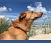 Arthur, an Eastern European Village Dog and German Shepherd Dog mix tested with EmbarkVet.com
