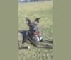Kadin, an American Pit Bull Terrier and Siberian Husky mix tested with EmbarkVet.com